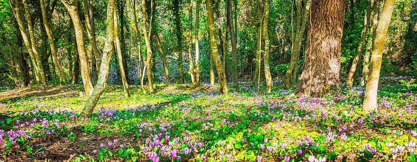 Wilde cyclamen in het bos, Kroatië van Rietje Bulthuis