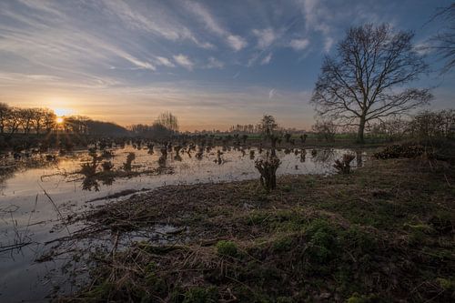 Knotwilgen aan de Notendijk
