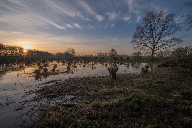 Knotwilgen aan de Notendijk van Moetwil en van Dijk - Fotografie