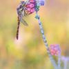 Dragonfly on heathland by Moetwil en van Dijk - Fotografie