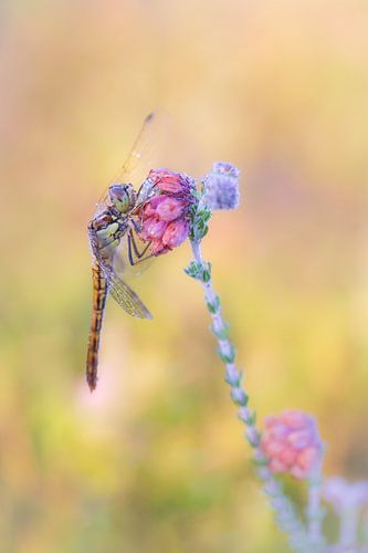 Dragonfly on heathland by Moetwil en van Dijk - Fotografie