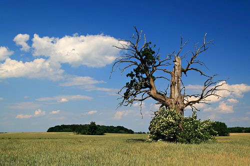 Alter Baum auf einem Feld