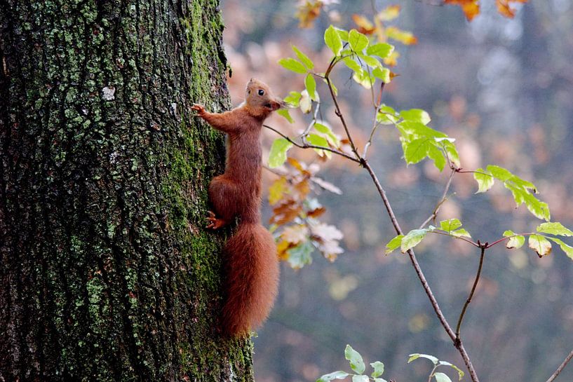 Eichhörnchen von Rob Rijfkogel
