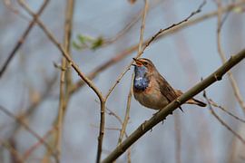 witsterblauwborst op tak van Mark Koolen