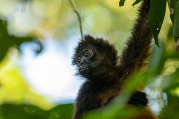 Ein durchsichtiger Blick auf einen Affen mit schwarzem Griff von Bjorn Donnars