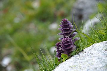 Alpine/rotsplant in het Zillertal