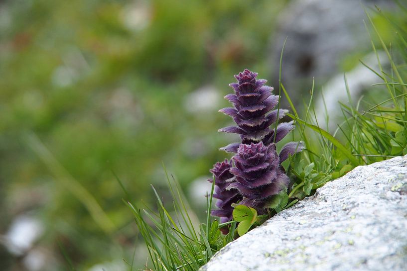Alpine/rotsplant in het Zillertal van Tonny Swinkels
