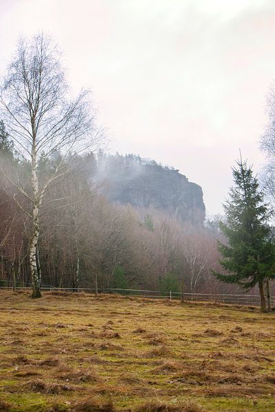 Forêt dans le brouillard dans les montagnes de l'Elbsandstein par Martin Köbsch