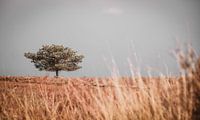 De alleen staande boom