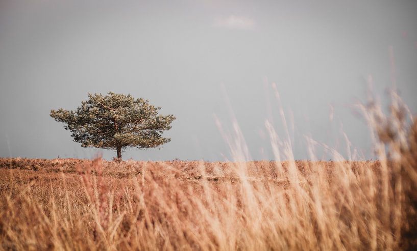 De alleen staande boom van Graphx