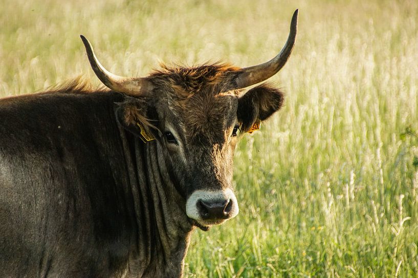 Tauros-Portrait von Sandra van Kampen