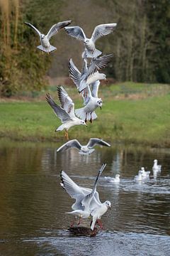 A group of gulls in vertical formation. Queuing for food. by Els Oomis