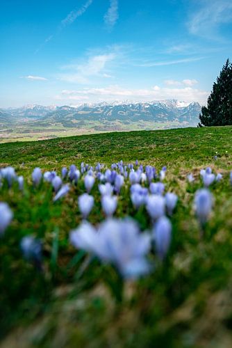 Krokussen in het voorjaar op de Hörner bergketen in Allgäu