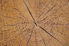 Cernes annuels d'un sapin sur Rüdiger Rebmann