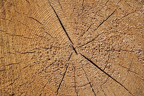 Jahresringe einer Tanne