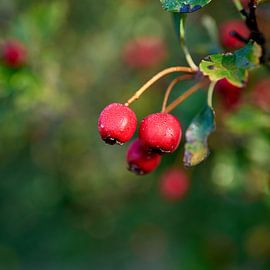 ripe fruits of a hawthorn, Crataegus monogyna by Heiko Kueverling