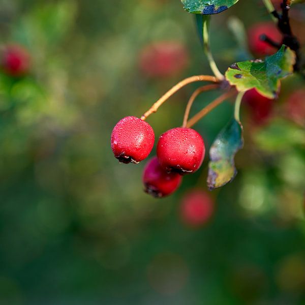 ripe fruits of a hawthorn, Crataegus monogyna by Heiko Kueverling