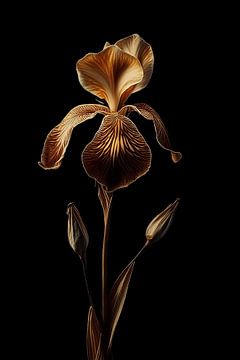 Gedroogde iris bloem in warm licht met donkere achtergrond van John van den Heuvel