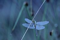 Heidelibelle
