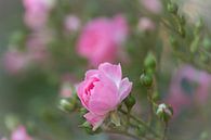 weiche rosa Rose von Tania Perneel Miniaturansicht