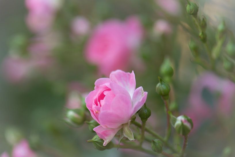 weiche rosa Rose von Tania Perneel