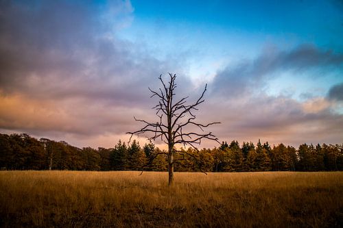 Ein einsamer Baum im Nationalpark De Hoge Veluwe