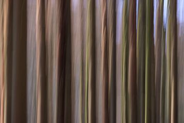 Kreative Waldfotografie von Horst Husheer