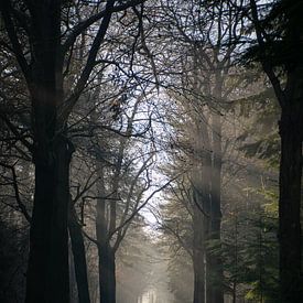 Zonnige winterochtend van Lobke Bink