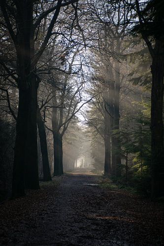 Sonniger Wintermorgen