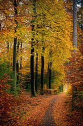Chemin à travers une forêt de hêtres à l'automne