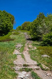 Ascent to the Alsatian Belchen in the east by Alexander Wolff