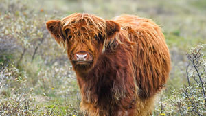 Junger schottischer Highlander