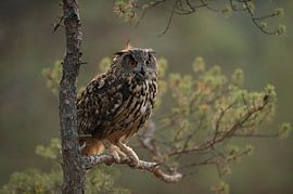 Europäischer Uhu ( Bubo bubo ) sitzt im wunderschönen frühen Morgenlicht in einer Kiefer