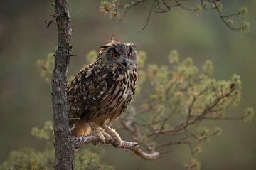 Eagle Owl ( Bubo bubo ) in wonderful first morning light, perched in a pine tree, Europe. by wunderbare Erde