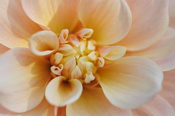 Dahlia Break Out - Close