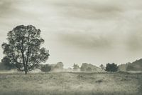 einsamer Baum im Nebel
