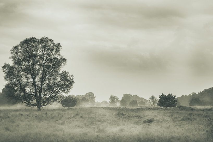 arbre solitaire dans le brouillard par eric brouwer