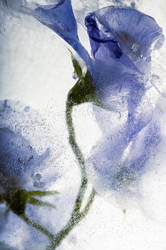 Des vesces roses dans la glace 1 sur Marc Heiligenstein