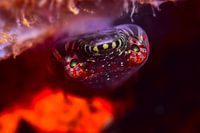 UNTERWASSERKUNST - CHAFAROCA