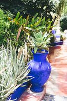Blue Flower Pot