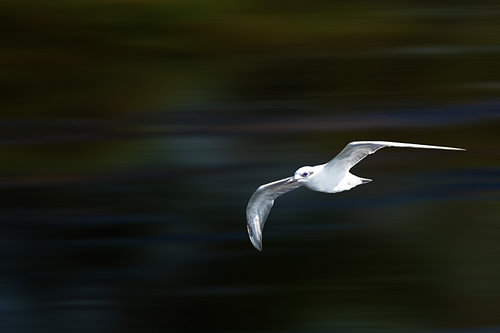 Weiße Seeschwalbe, tief fliegende Möwe, Bewegungsunschärfe, Hintergrund