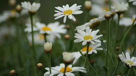 Margrieten by Enno Hemminga