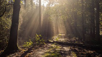 Des faisceaux lumineux dans la forêt de contes de fées sur Marcel Tuit