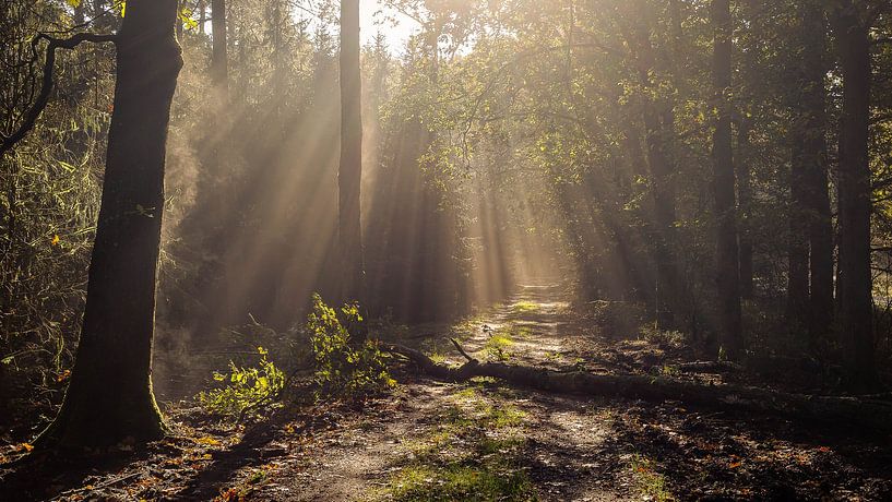 Lichtstralen in het sprookjesbos van Marcel Tuit