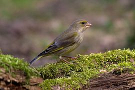 Groenling von Merijn Loch