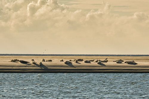Zandbank met zeehonden op het strand van Blåvand