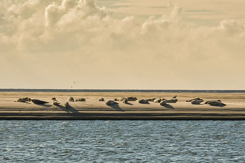 Sandbar with seals on the beach of Blåvand by Martin Köbsch