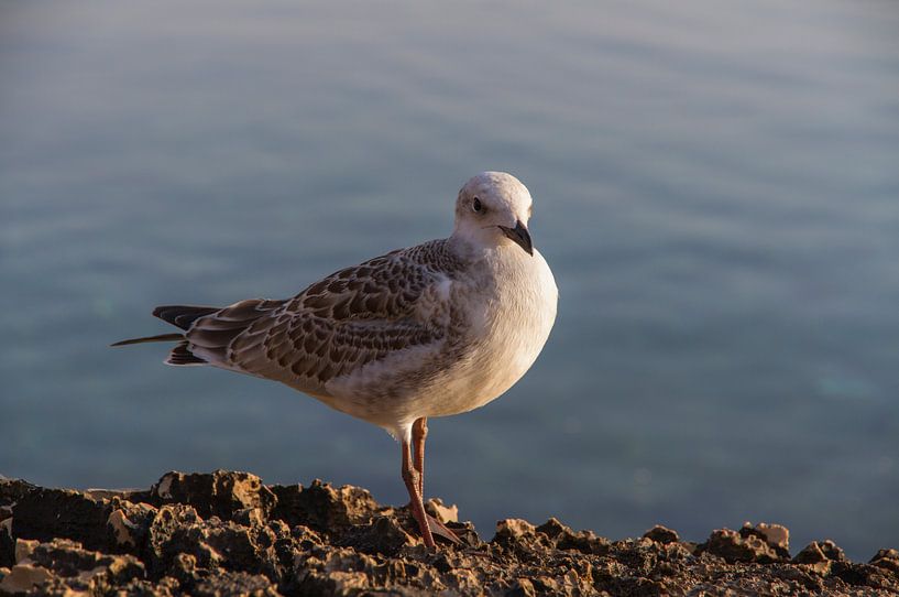 Meeuw op een rots aan zee von Maike Meuter