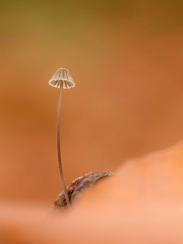 The little ones are often the prettiest