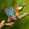 IJsvogel slaat visje dood van Paul Wendels